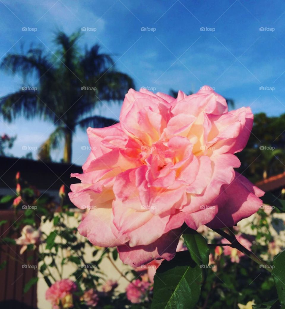 🌹 🇺🇸 Very beautiful flowers to brighten our day.  Live nature and its beauty. Did you like the delicate petals? / 🇧🇷 Flores muito bonitas para alegrar nosso dia. Viva a natureza e sua beleza. Gostaram das pétalas delicadas? 