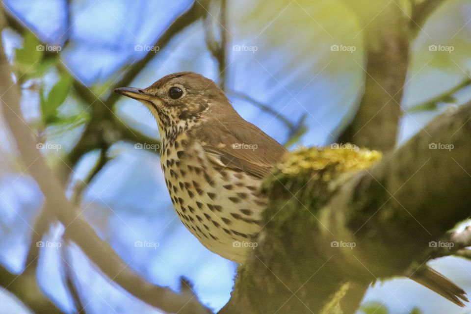 Thrush 