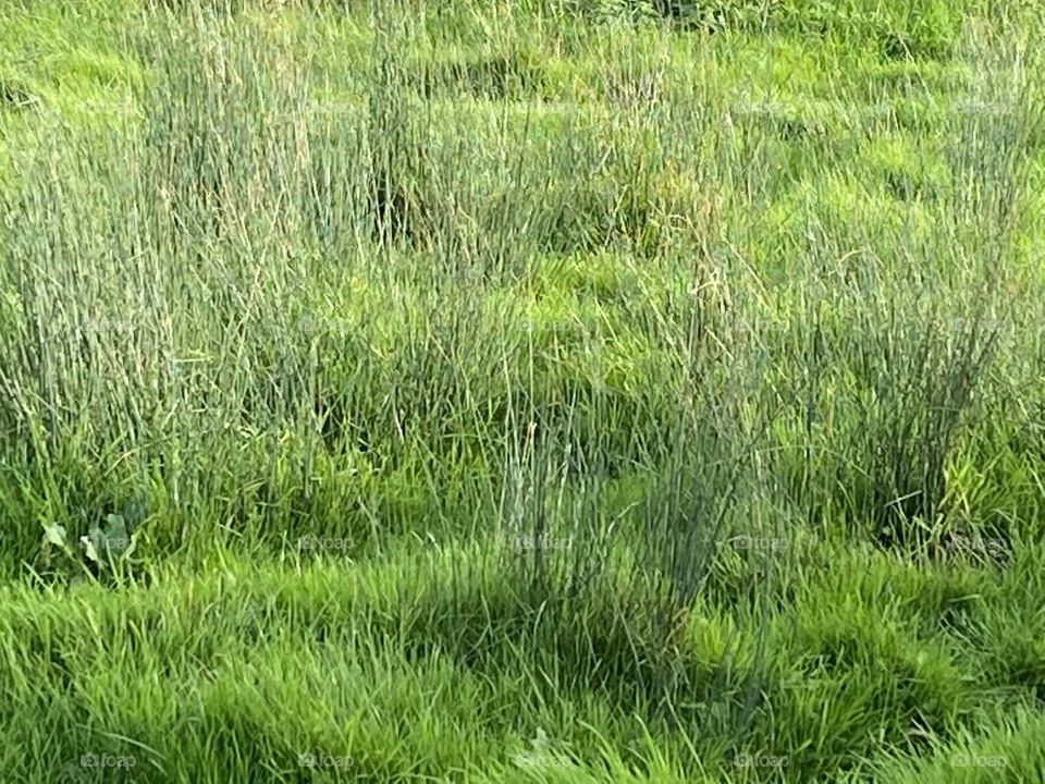 Pure Transparent and Invigorating Nature 