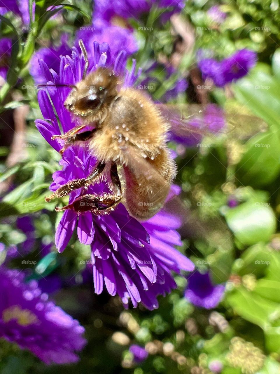 Bee