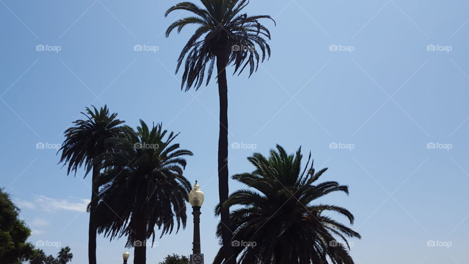 palm trees