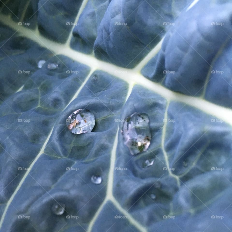 Water droplets on Kale