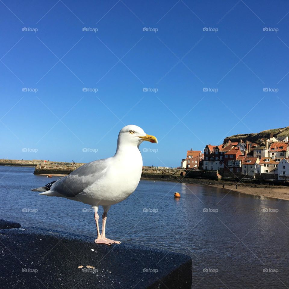 Seagull hanging around the town of Whitby … not sure if is urban enough and Seagulls live by the sea so home from home really but love how the blue sky contrasts nicely against the white feathers of this bird 