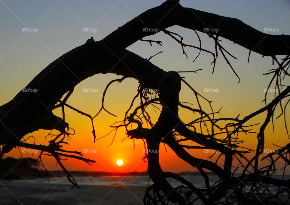 A sunset behind the branches. A sunset taken on a Brazilian beach