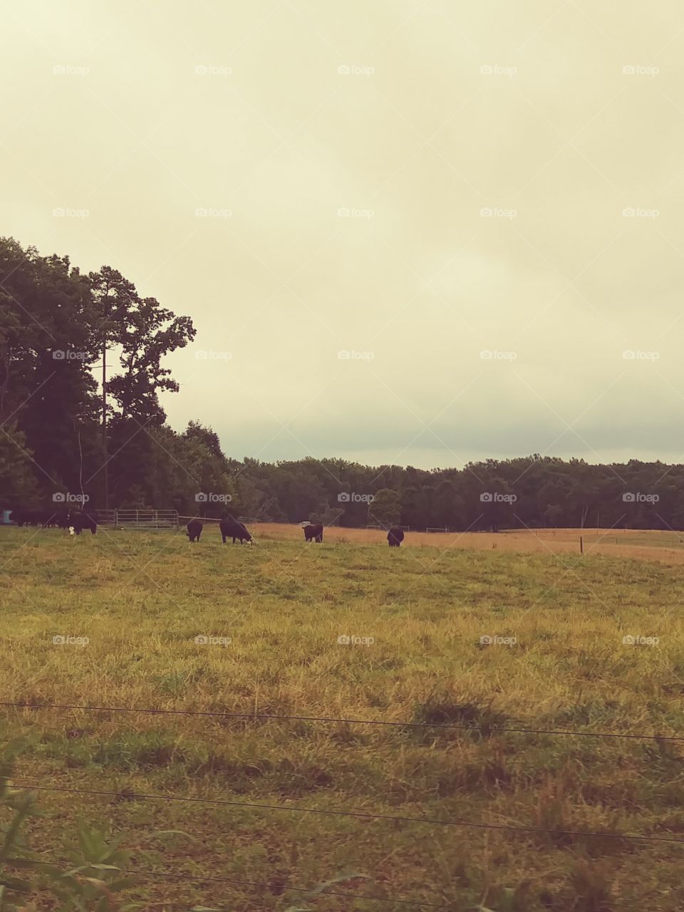 cows in pasture in the distance. photo taken from hwy.