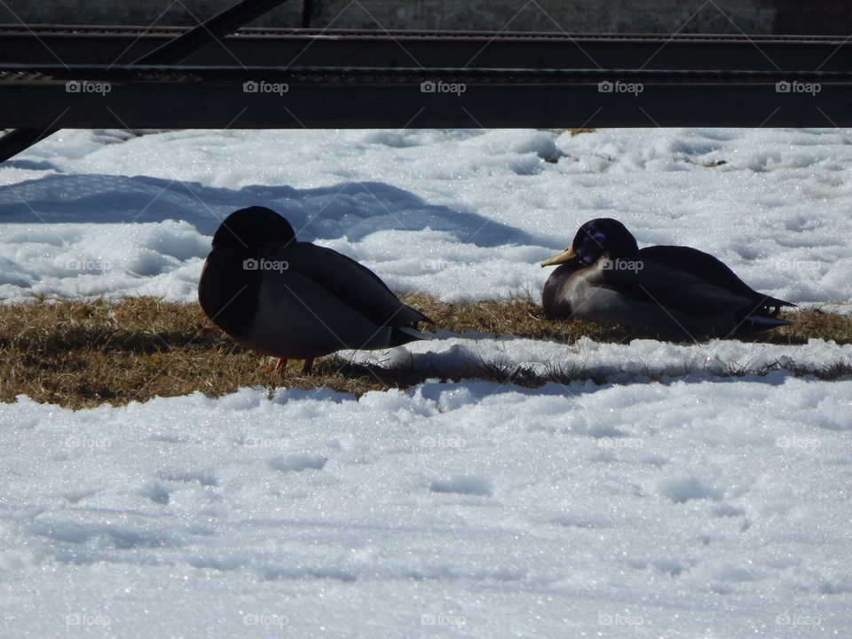 Two mallard ducks enjoying one another's company in the snow.