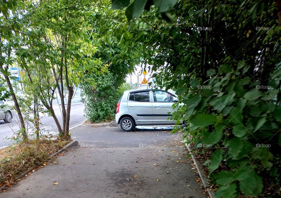 car in the shade of a plant.