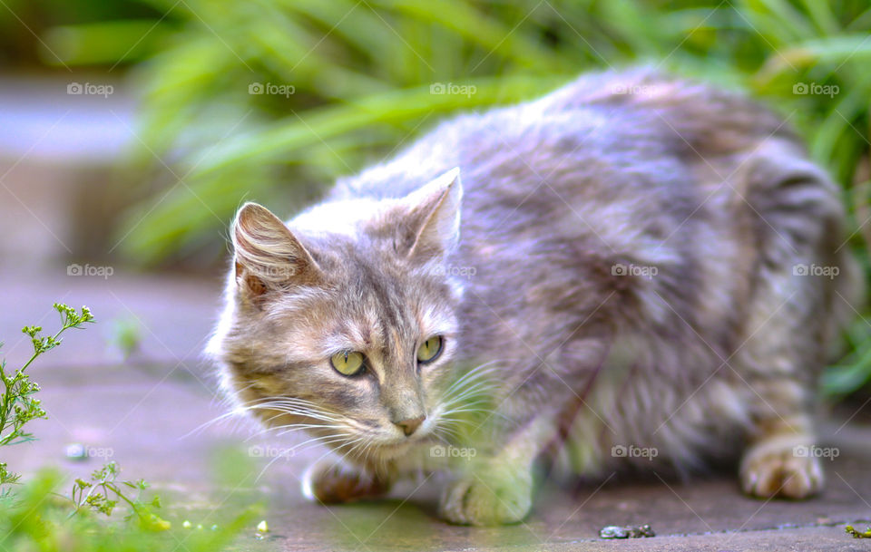 Cute furry cat