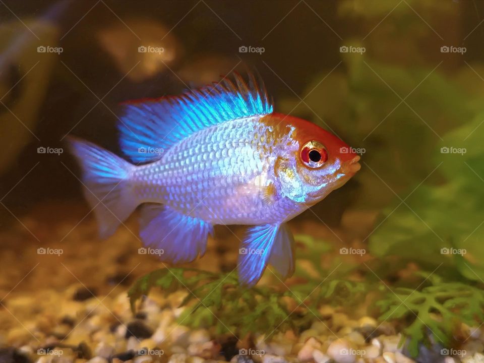 Mikrogeophagus ramirezi var "Electric Blue"