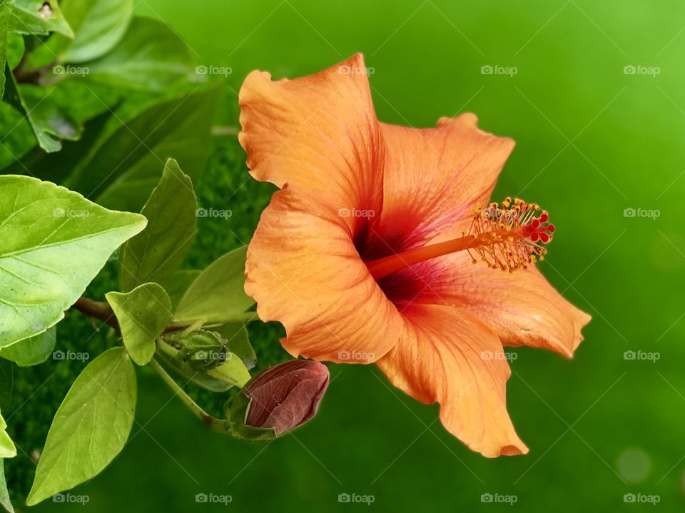 Flora And Fauna Foap Mission! Macro Shot Rare Orange Hibiscus Tropical Flower With Green Blurred Background!