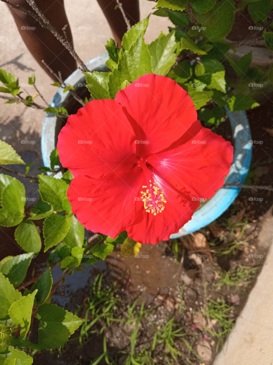 beautiful red hibiscus🌺flowers🌸🌺🌻🌹🌷🌼💐 in our garden