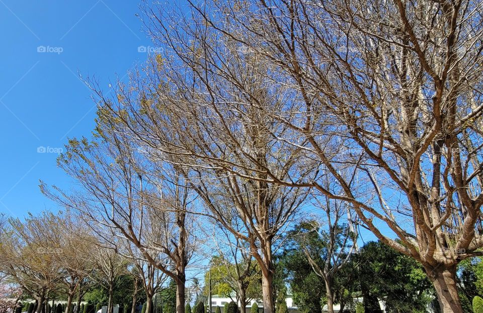 trees in fall