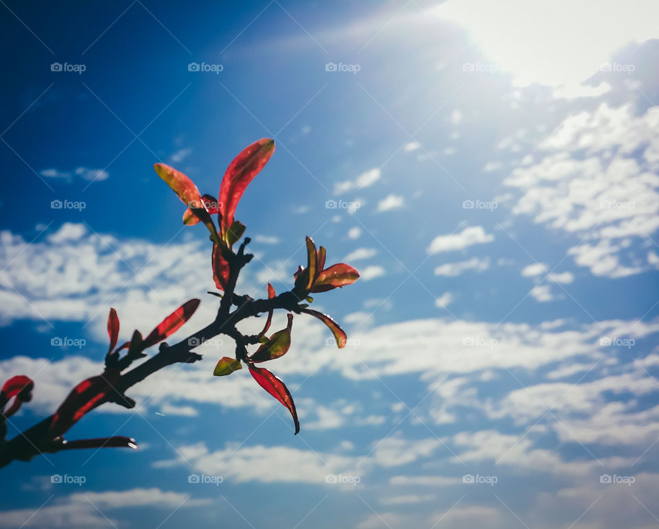 Blue Sky and New Life