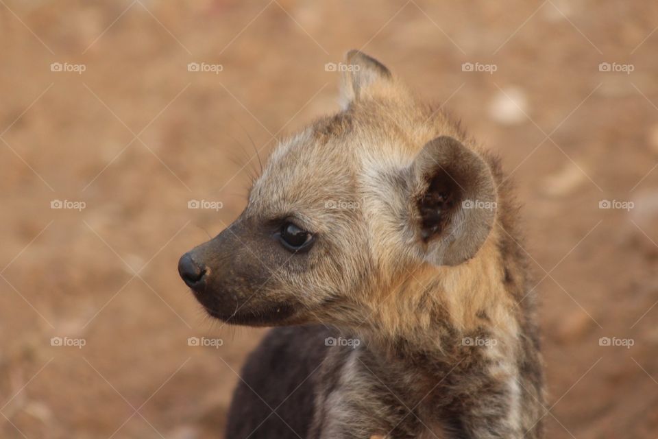 Portrait of a baby spotted hyena found in the Kruger National Park in South Africa 🌞