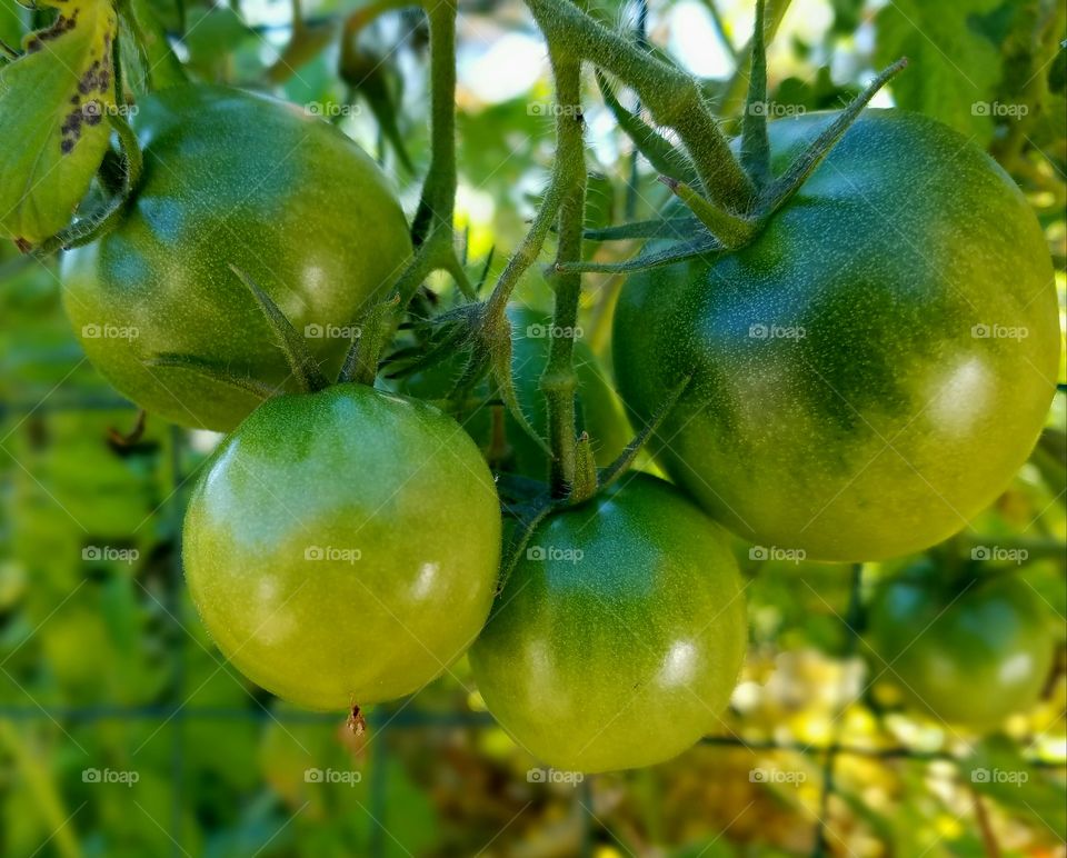 tomatoes in August before first frost