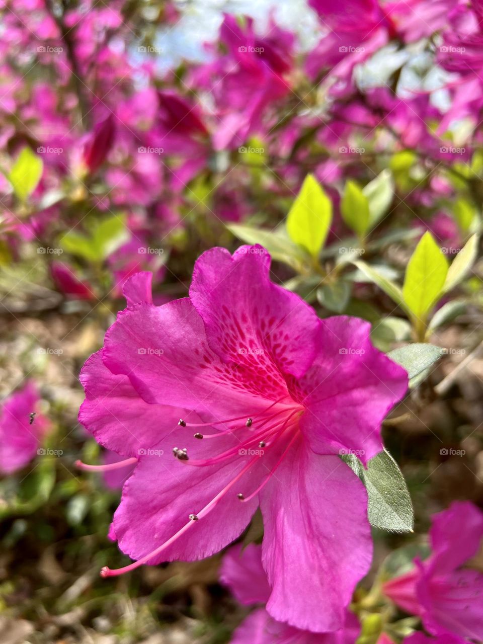 Spring azalea bloom in vibrant pink. Closeup low angle view on a sunny day.