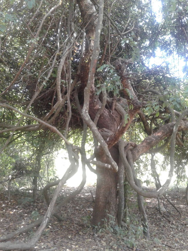 nature