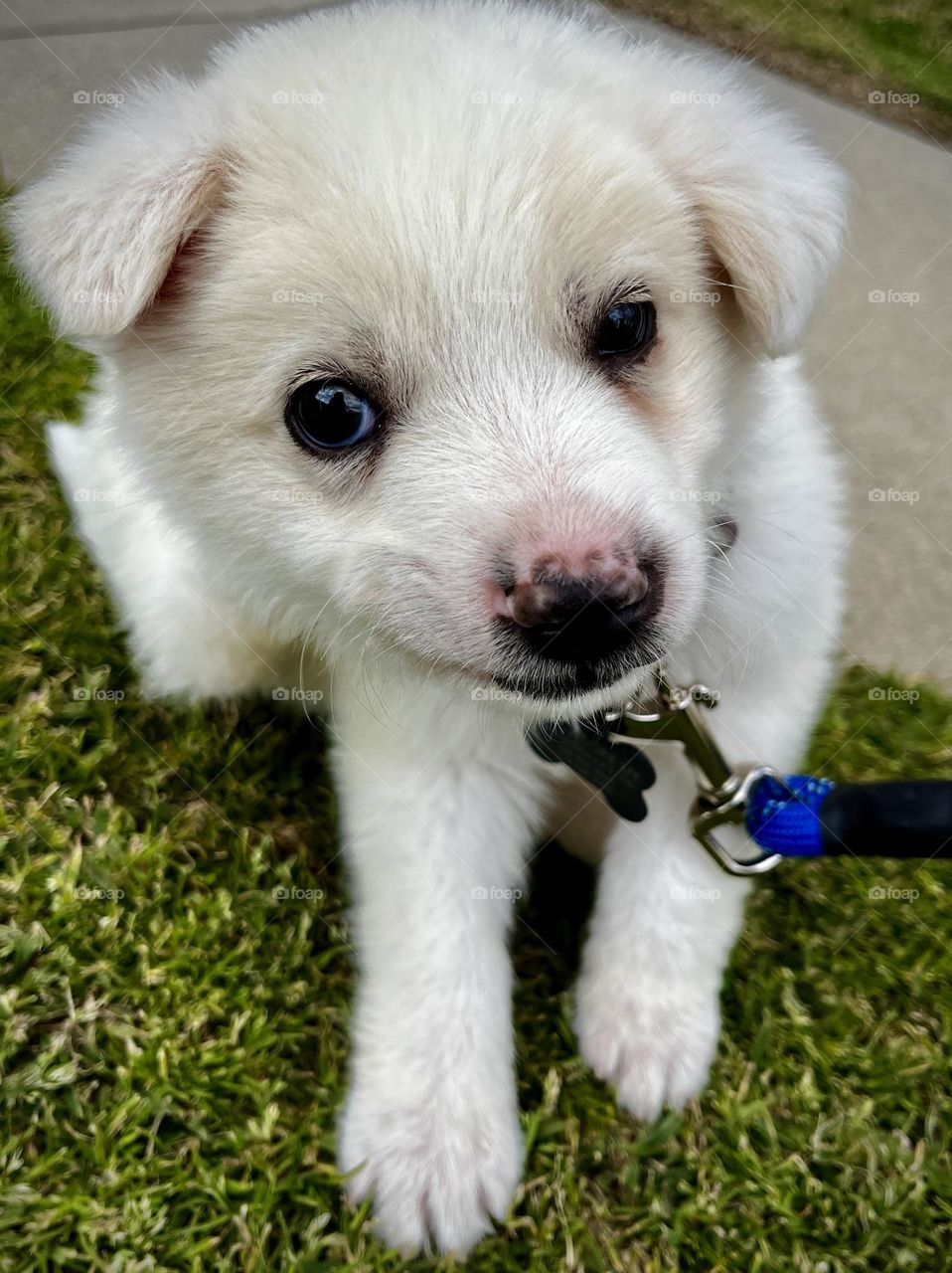 White Puppy Sitting