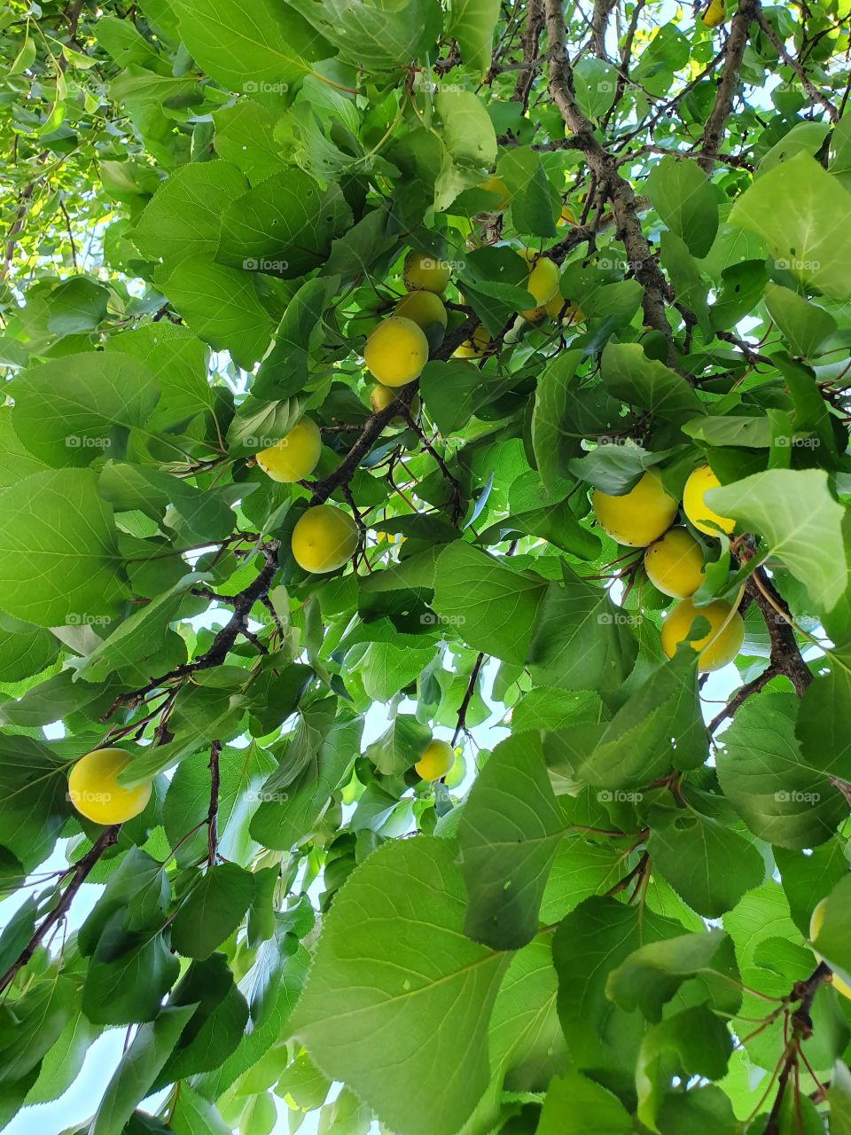 apricot tree with fruits