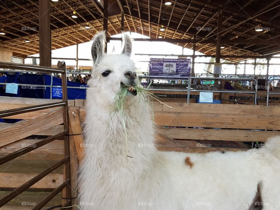 llama