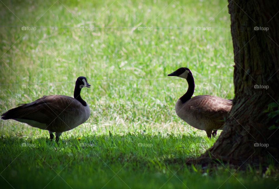 Two Canadian geese enjoying the shade next to a sunny pasture