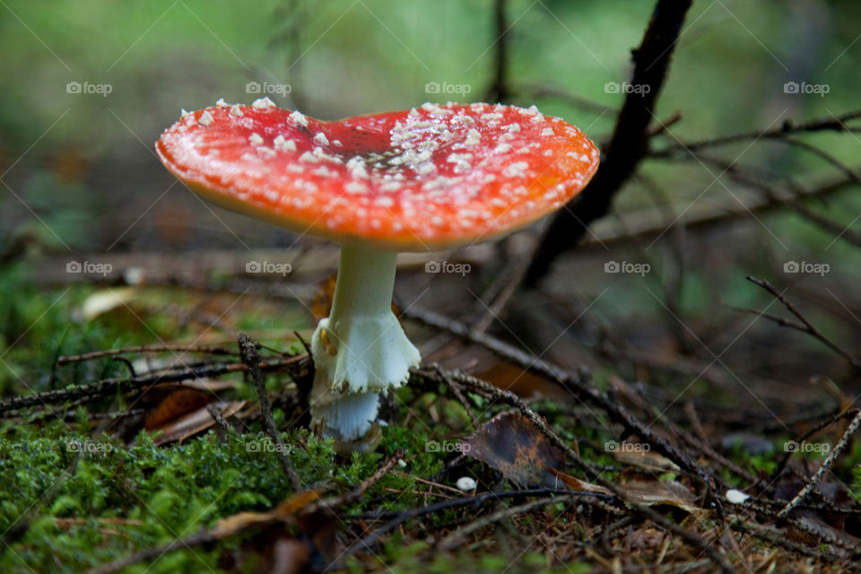 Close-up of a mushroom