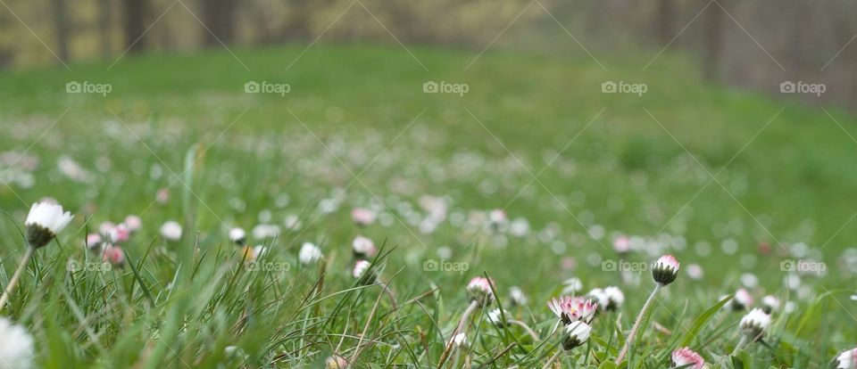 Grass, Field, Nature, Hayfield, Flower