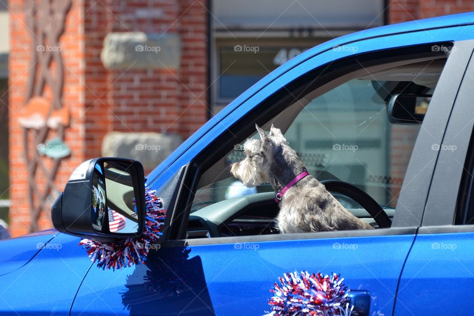 Dog driving car in Fourth of July Parade 