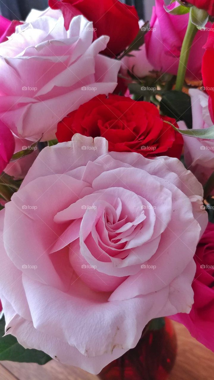 Magical transformation of beautiful rose buds to exquisite blossoms of soft pink and deep red.