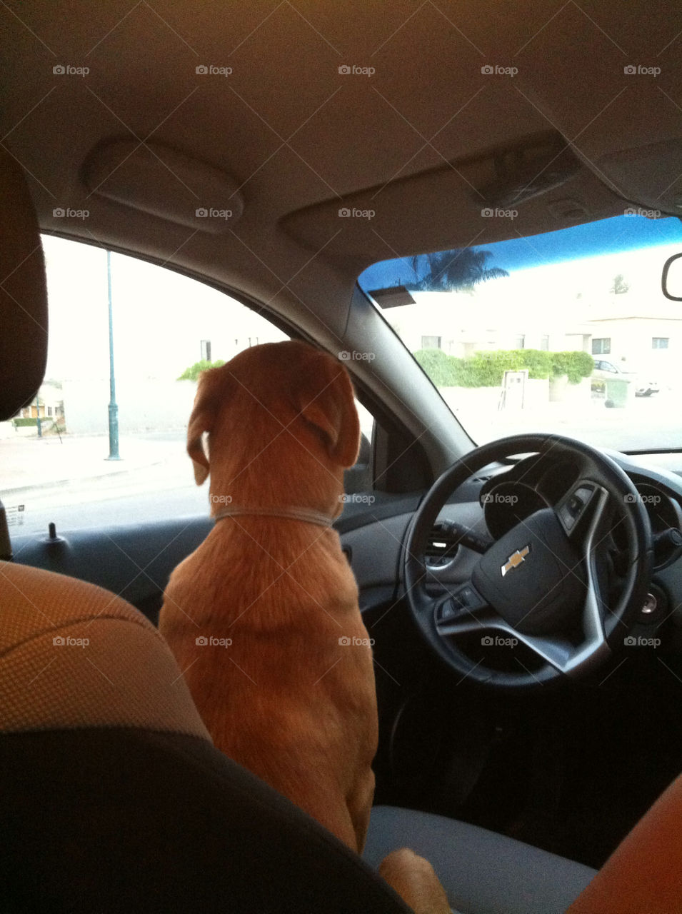 car dog driving brown by nectarb