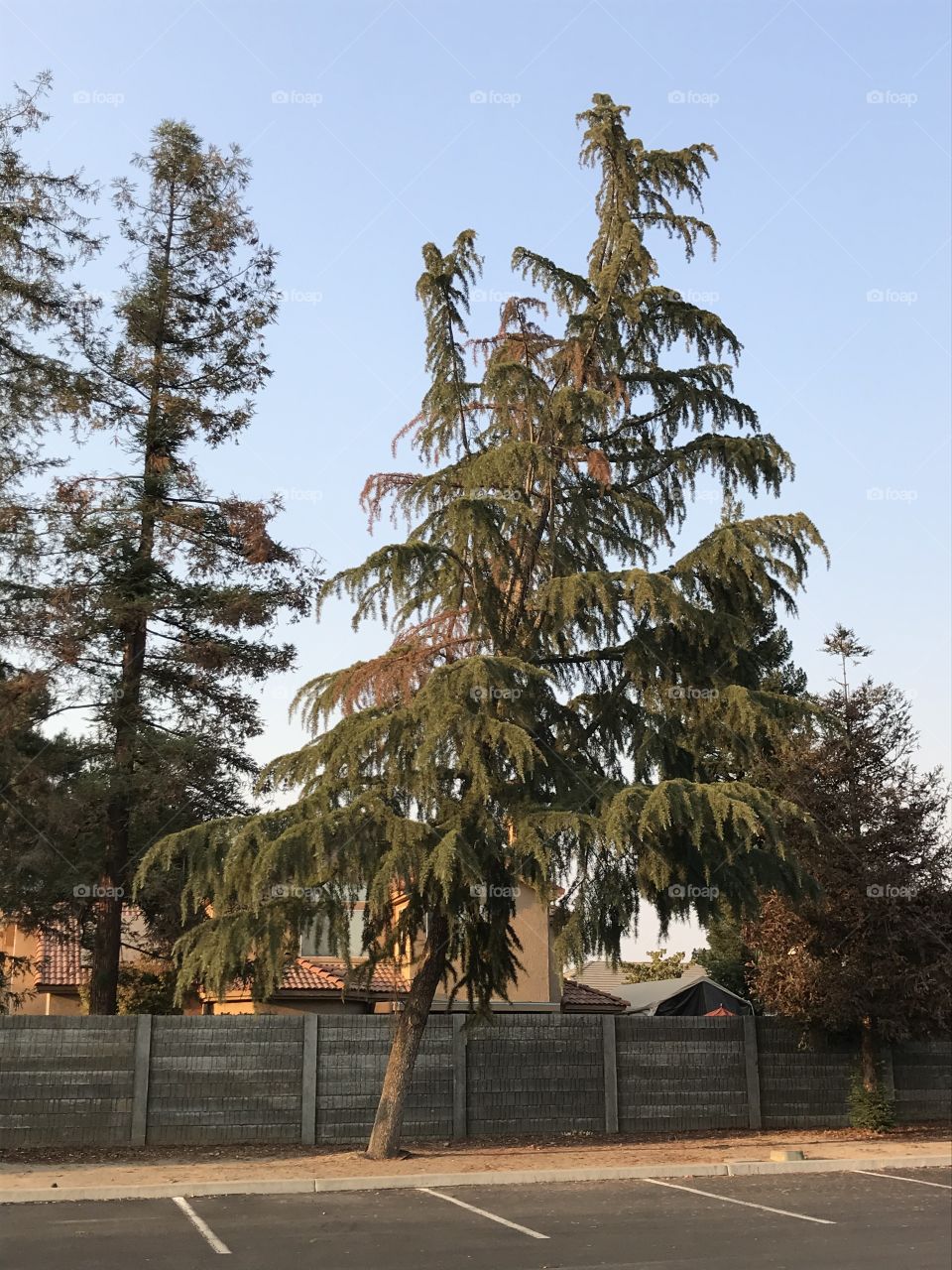 An inclined tree at the church parking lot. It appears like it could fall down anytime.