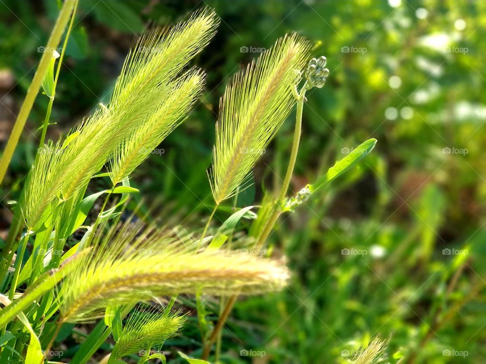 Plants#vegetation#nature#greengrass#blossom