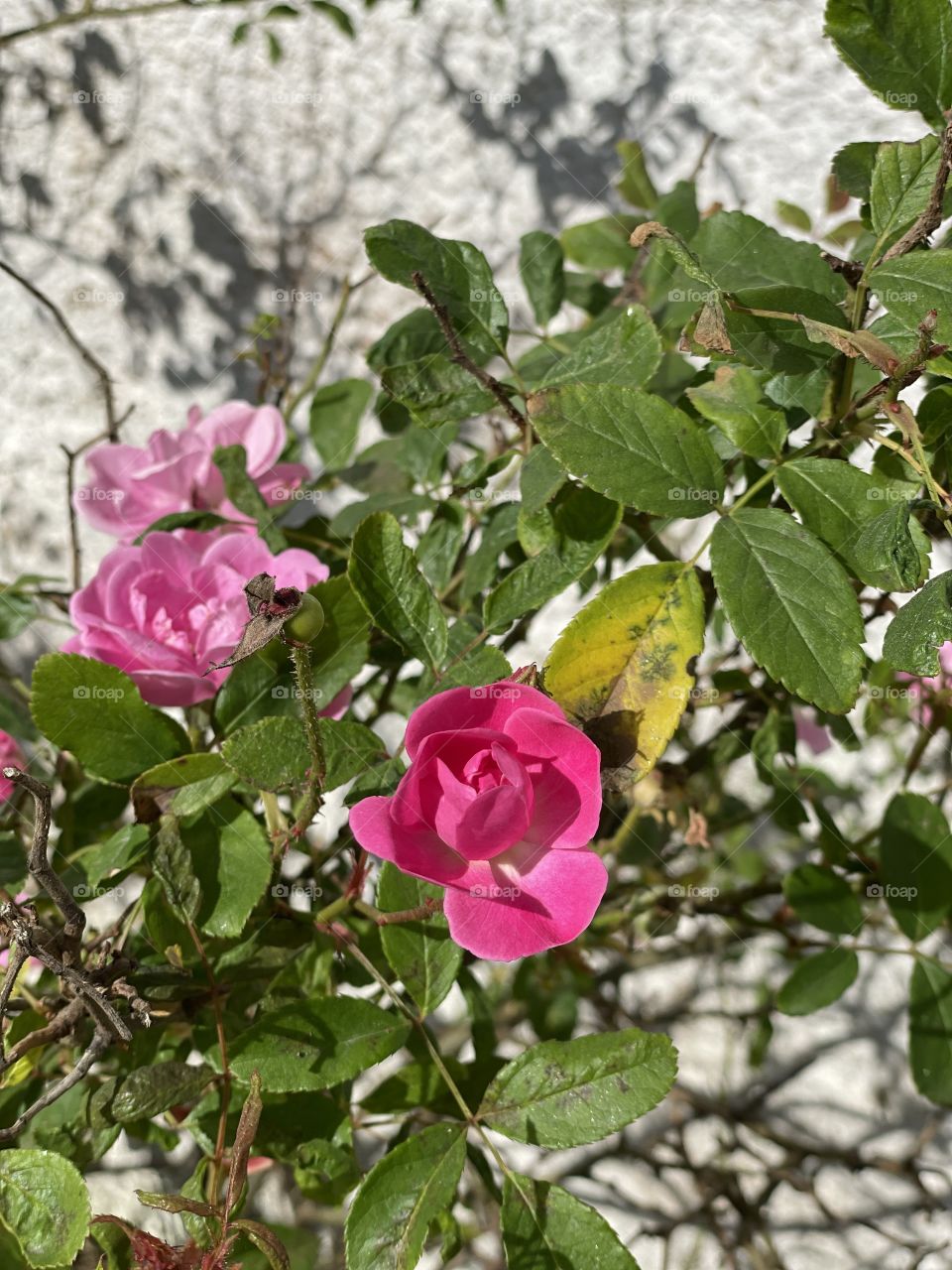 Rosa