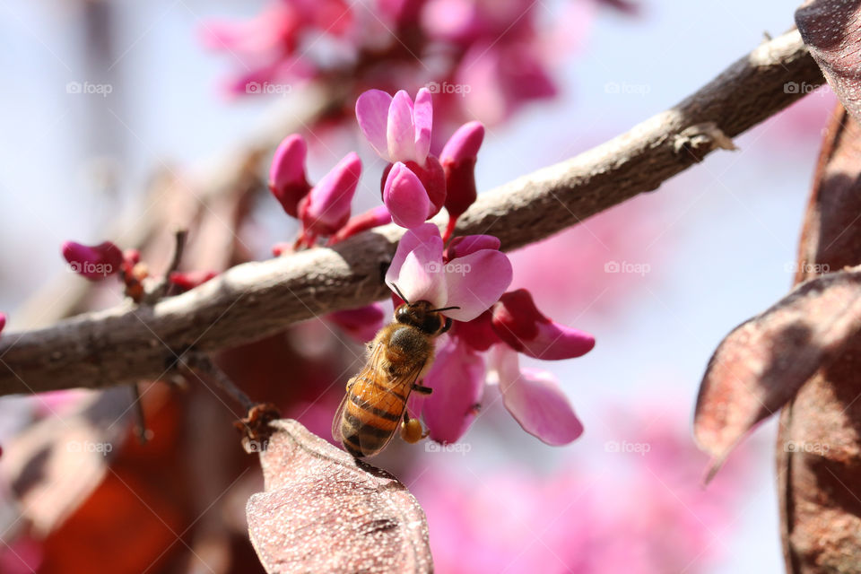 Bee on blossoming tree