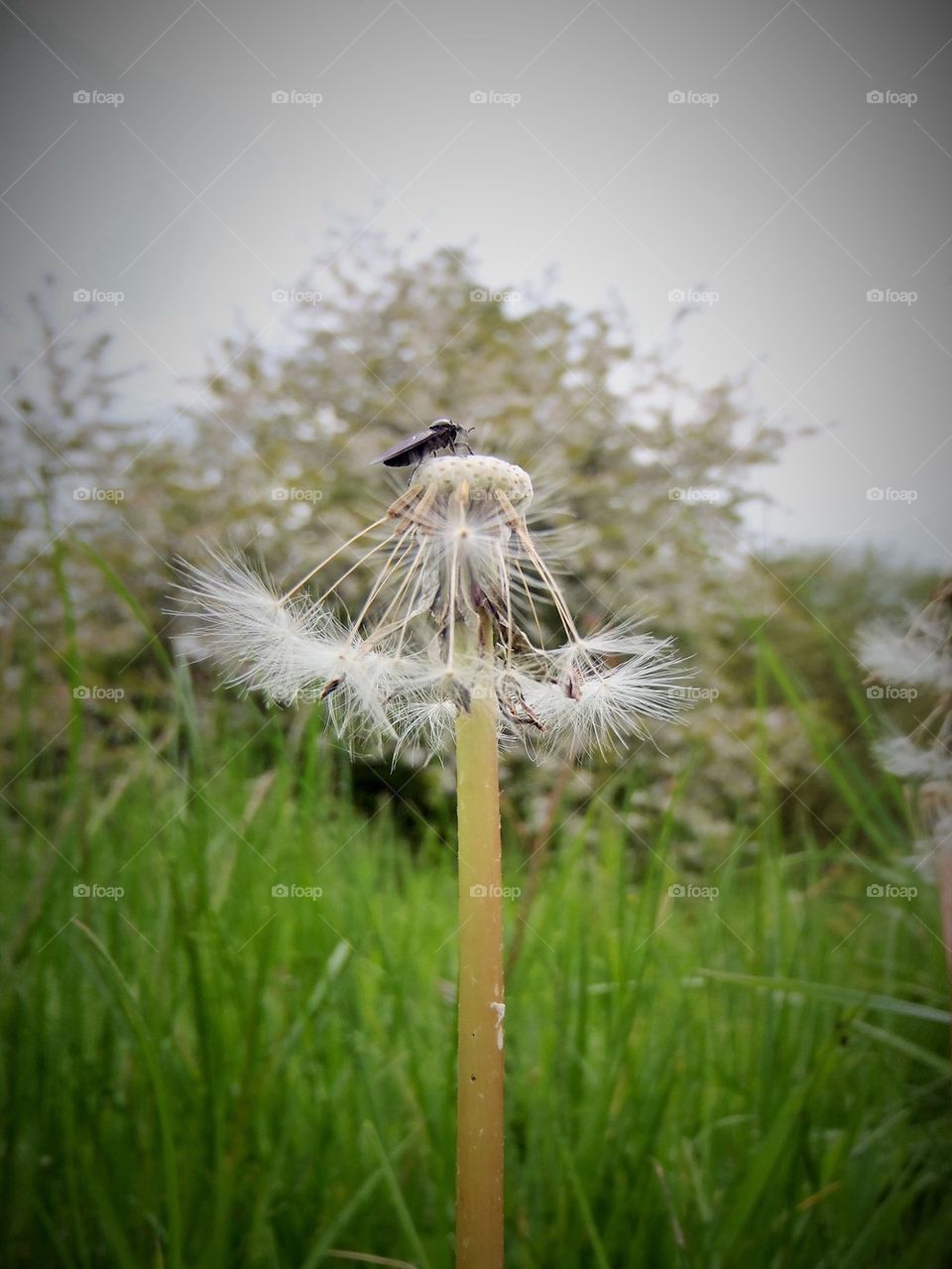 Dandelion and a fly