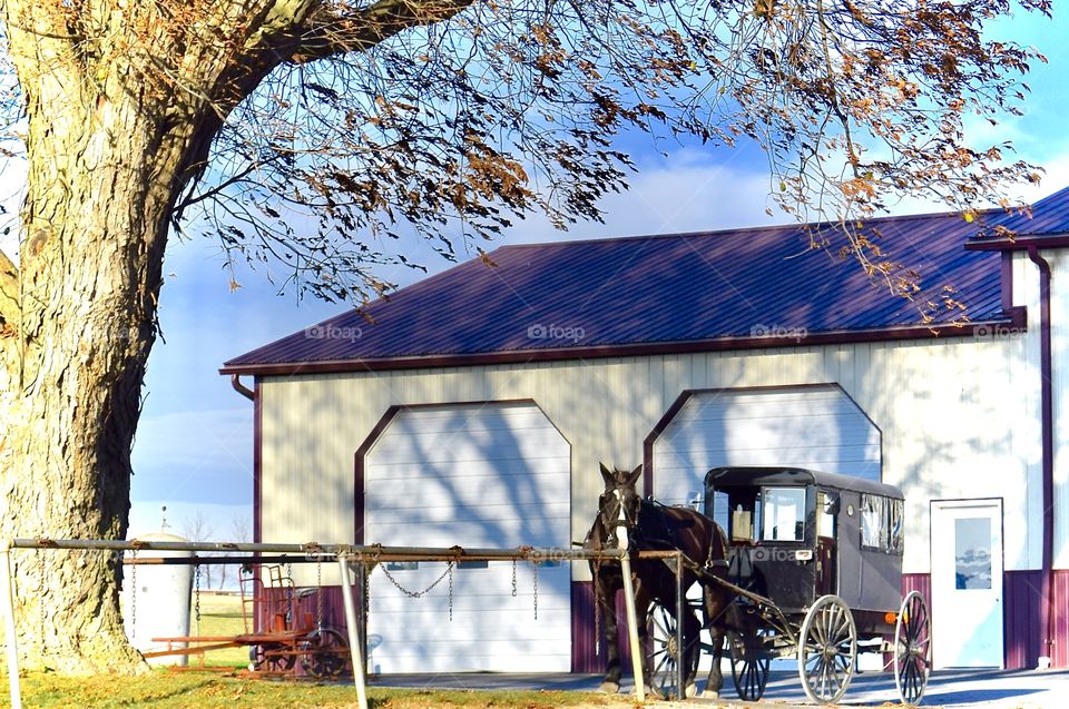 For the Love of Amish