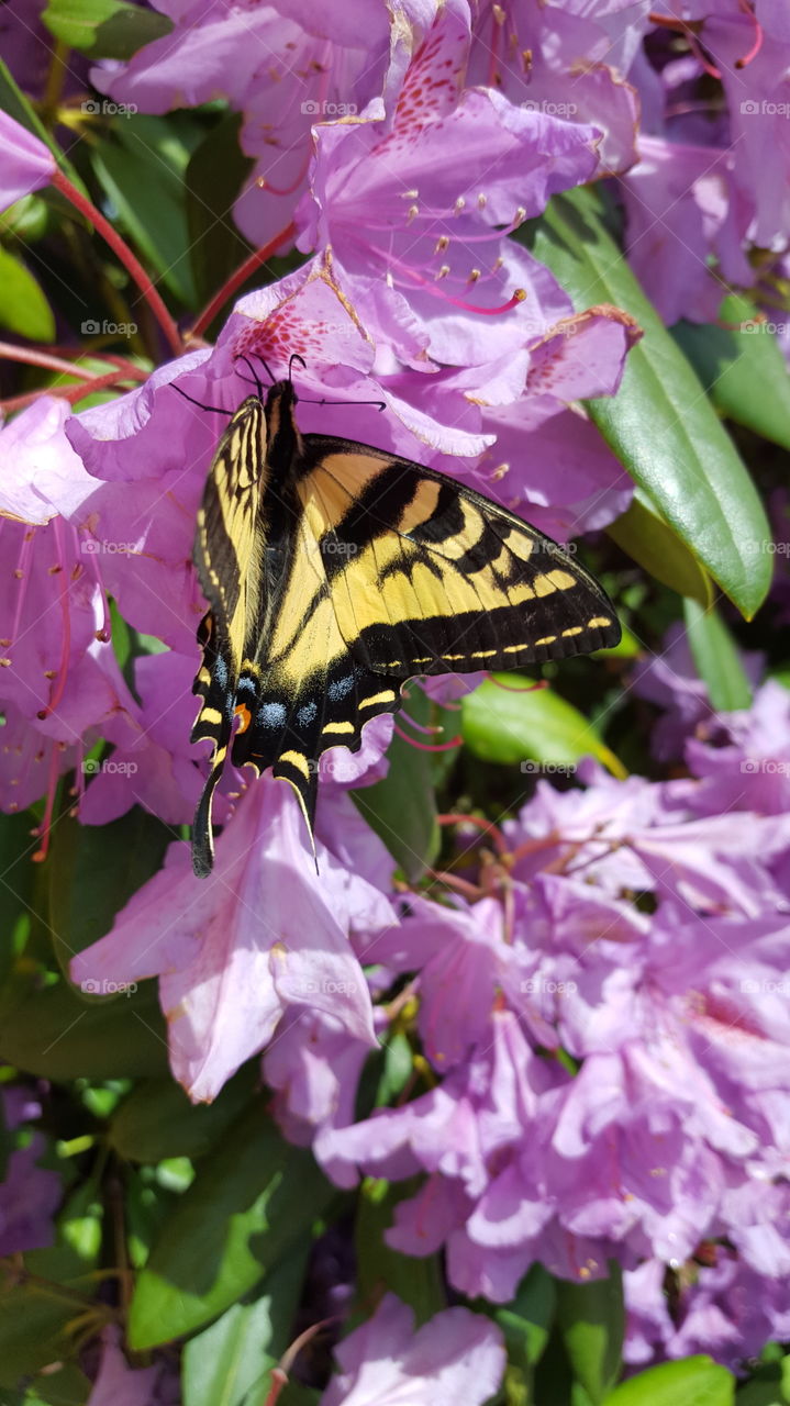 monarch butterfly