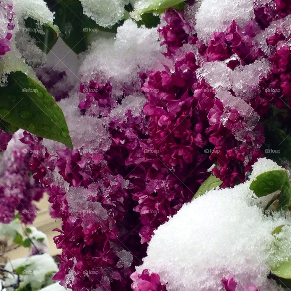 Lilac in the snow