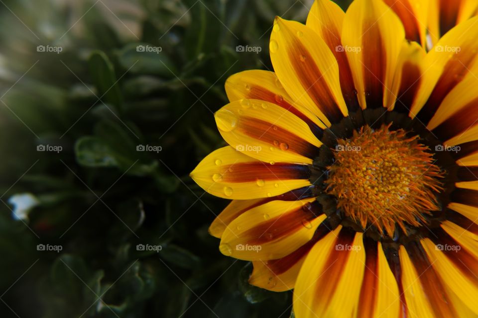 Beautiful yellow flower