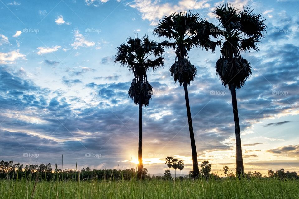 Silhouette of sugar palm in front of sunrise background