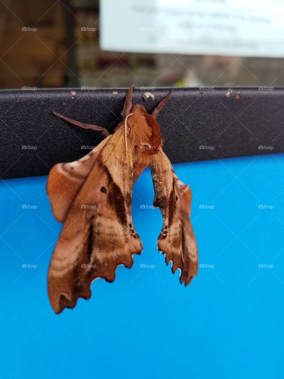 wood moth