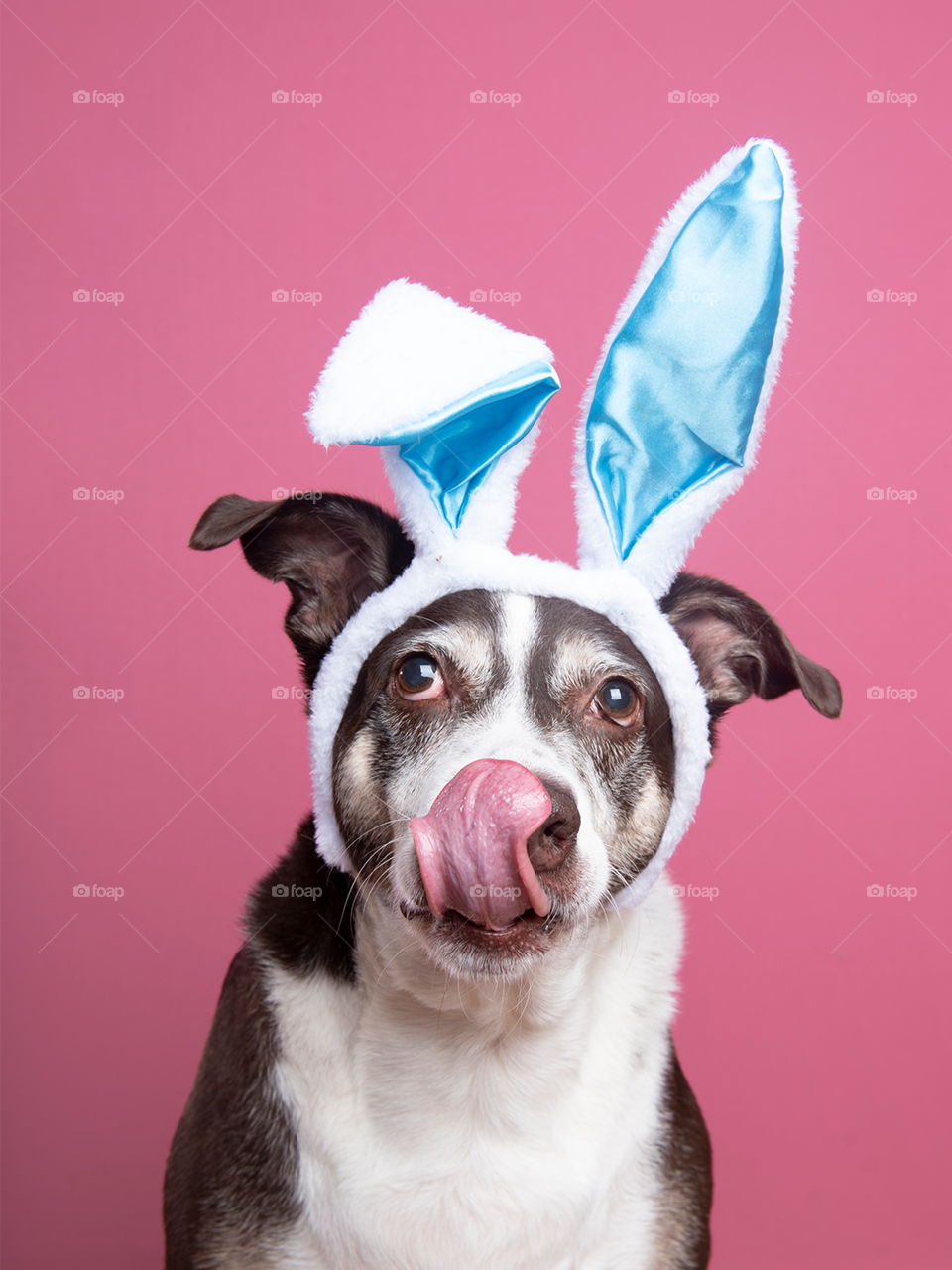 Easter dog (Cachorro de Páscoa)