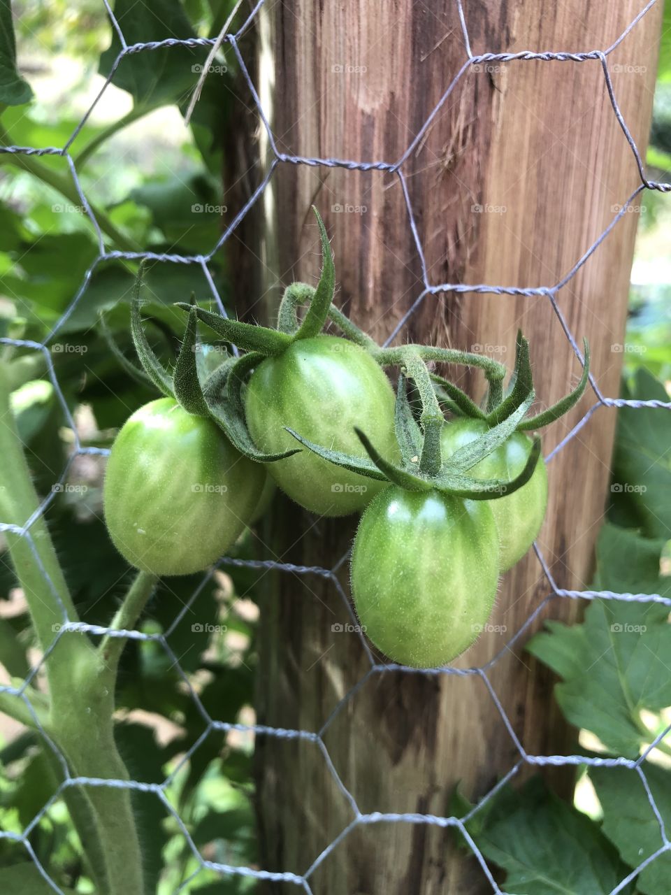 Tomate verde