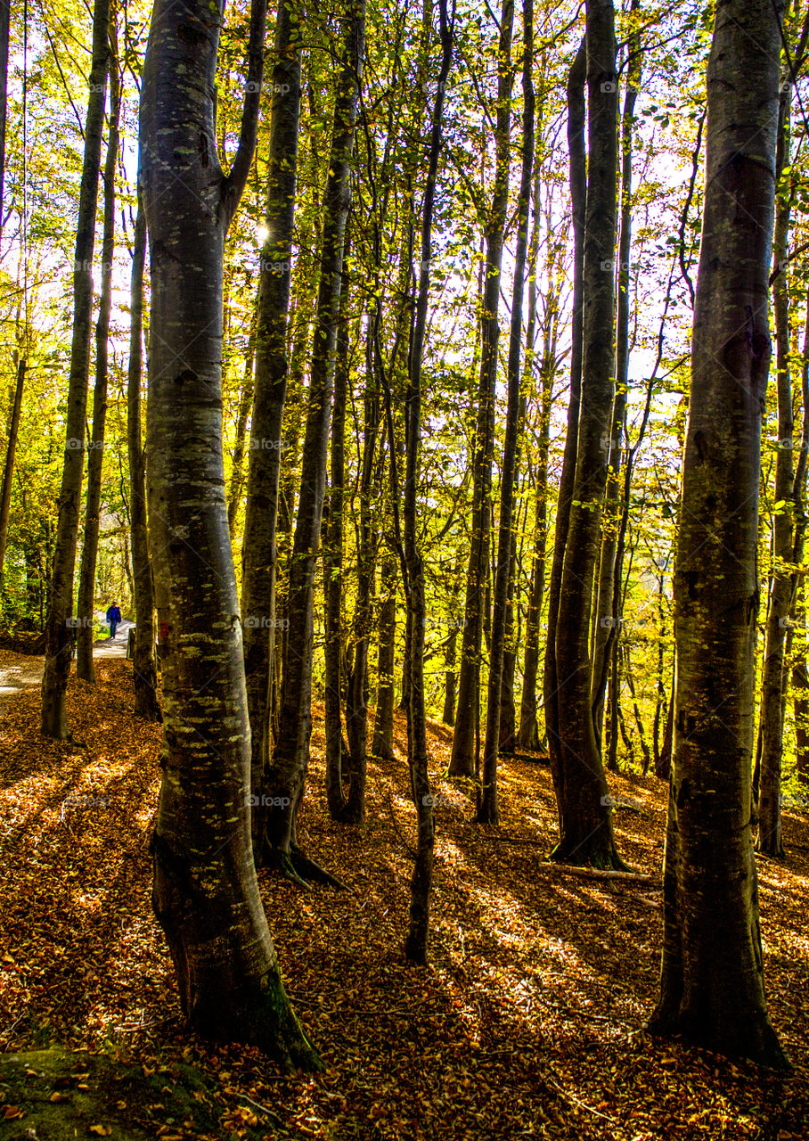 Person in the forest. 