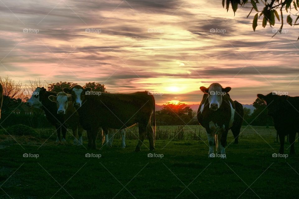 Cattle at sunset 3