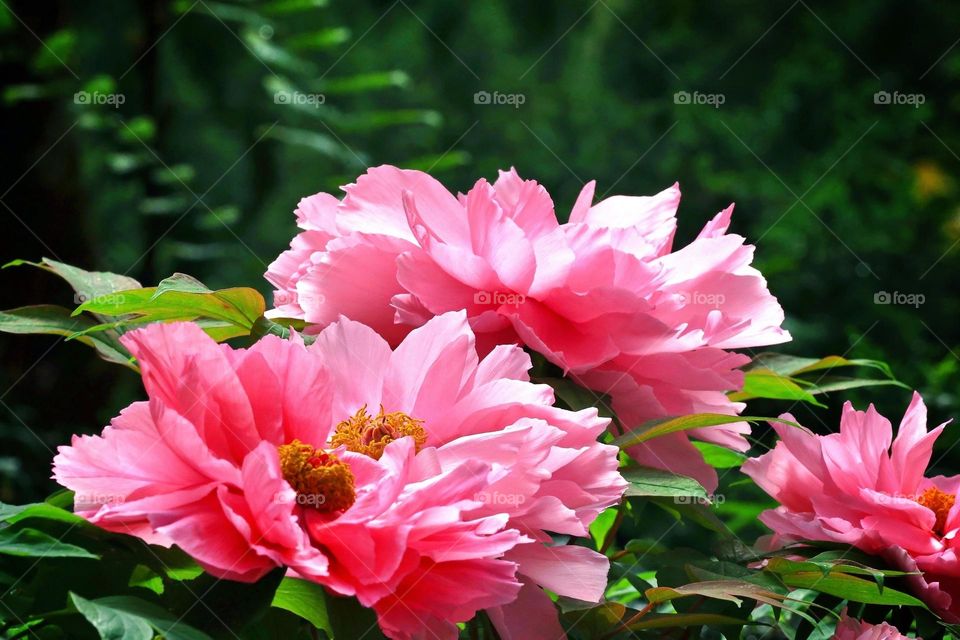 Beautiful flowers in bloom