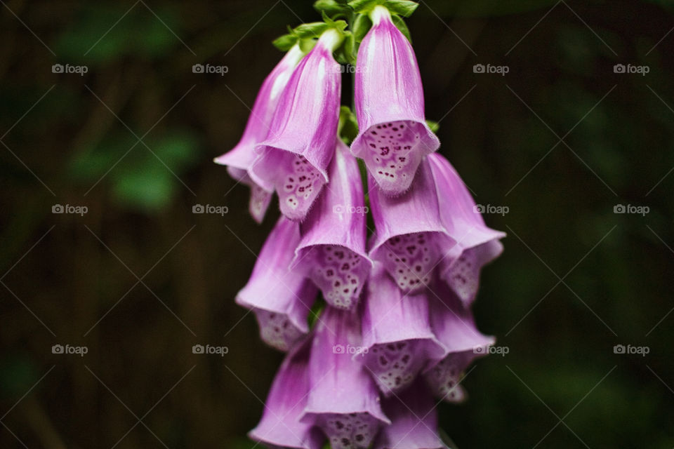 close up of pink flower