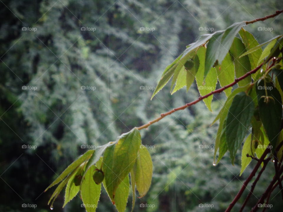 nature leaves on rain season