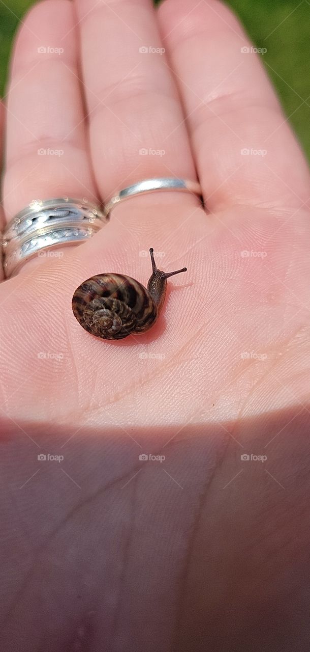 Friendly Snail