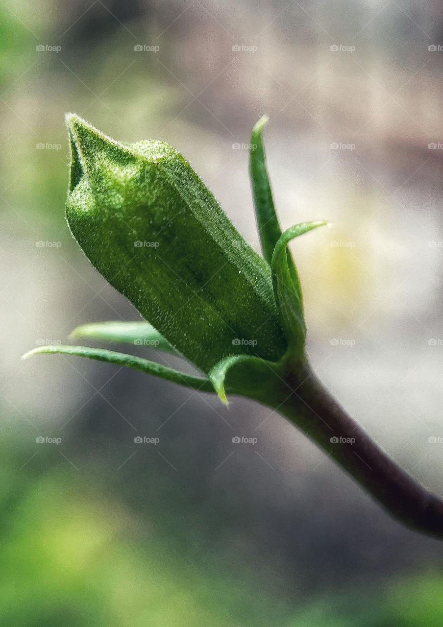 Hibiscus bud